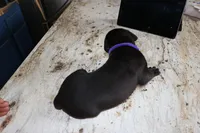 Purple, a female Cane Corso for sale in Montross, VA – Photo 6 of 6