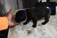 Purple, a female Cane Corso for sale in Montross, VA – Photo 5 of 6