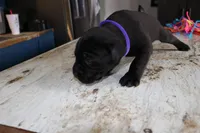 Purple, a female Cane Corso for sale in Montross, VA – Photo 2 of 6