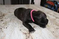 Pink, a female Cane Corso for sale in Montross, VA – Photo 4 of 5