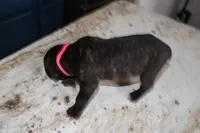 Pink, a female Cane Corso for sale in Montross, VA – Photo 3 of 5