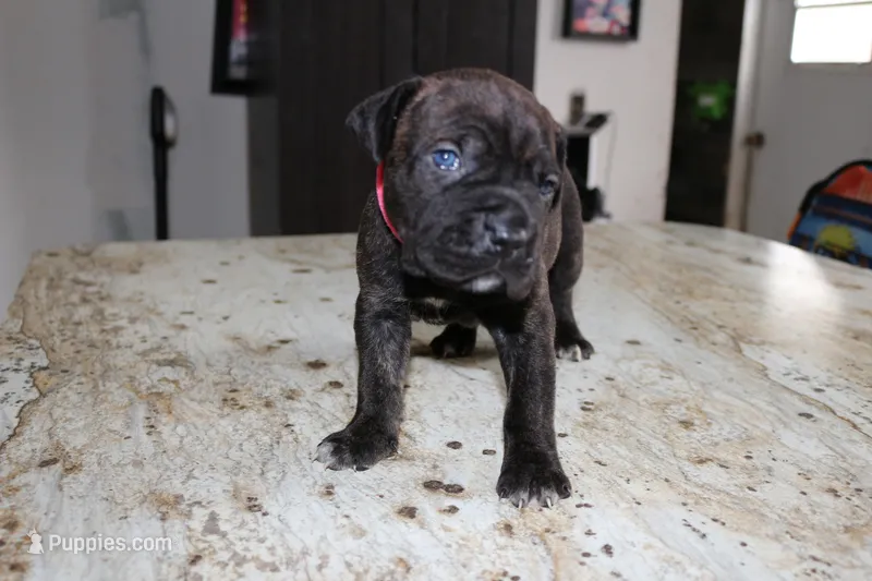 Pink – Cane Corso puppy for sale in Montross, VA