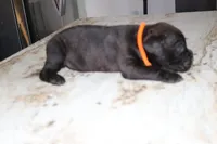 Orange, a male Cane Corso for sale in Montross, VA – Photo 2 of 5