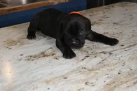 Orange, a male Cane Corso for sale in Montross, VA – Photo 5 of 5