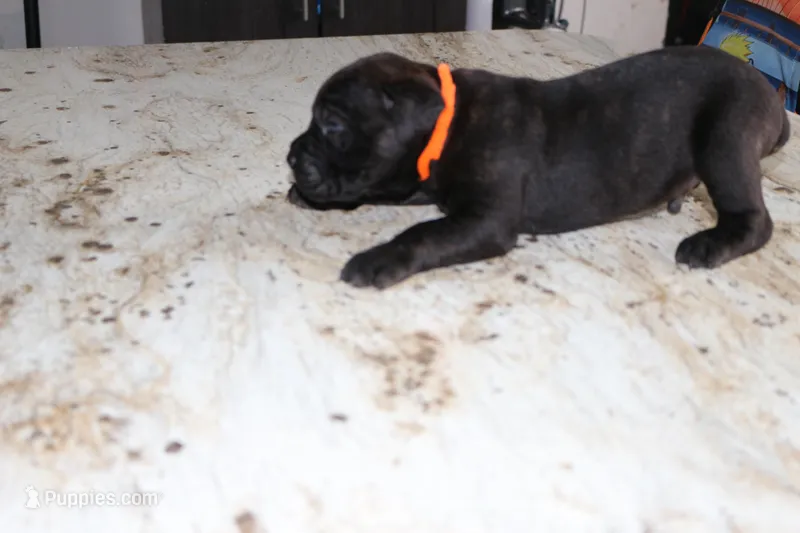 Orange – Cane Corso puppy for sale in Montross, VA