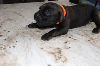 Orange, a male Cane Corso for sale in Montross, VA – Photo 4 of 5