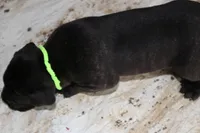 Green, a male Cane Corso for sale in Montross, VA – Photo 5 of 6