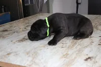 Green, a male Cane Corso for sale in Montross, VA – Photo 2 of 6