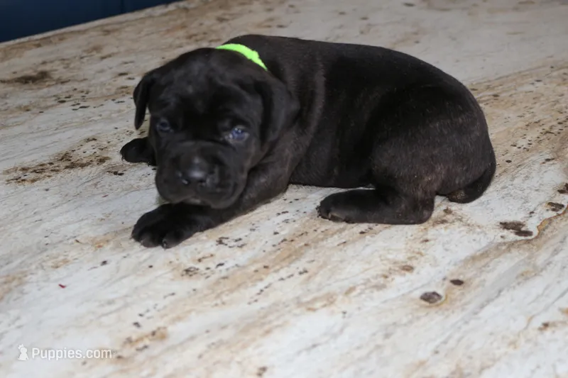 Green – Cane Corso puppy for sale in Montross, VA