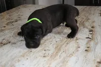 Green, a male Cane Corso for sale in Montross, VA – Photo 6 of 6