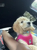 Liv, a female Goldendoodle for sale in North Charleston, SC – 7 of 9