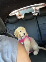 Liv, a female Goldendoodle for sale in North Charleston, SC – 8 of 9