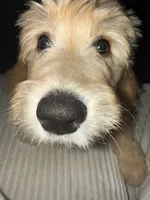 Liv, a female Goldendoodle for sale in North Charleston, SC – 2 of 9