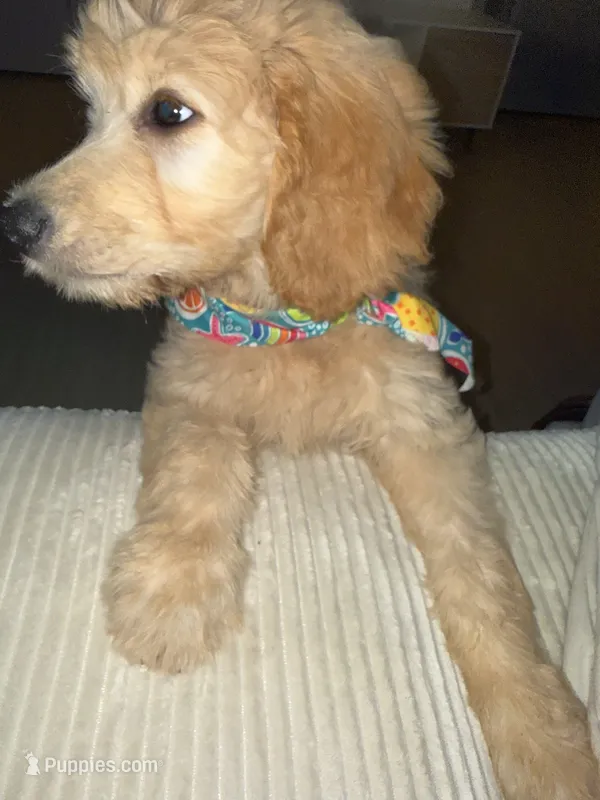 Liv – Goldendoodle puppy for sale in North Charleston, SC