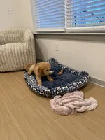 Liv, a female Goldendoodle for sale in North Charleston, SC – 9 of 9