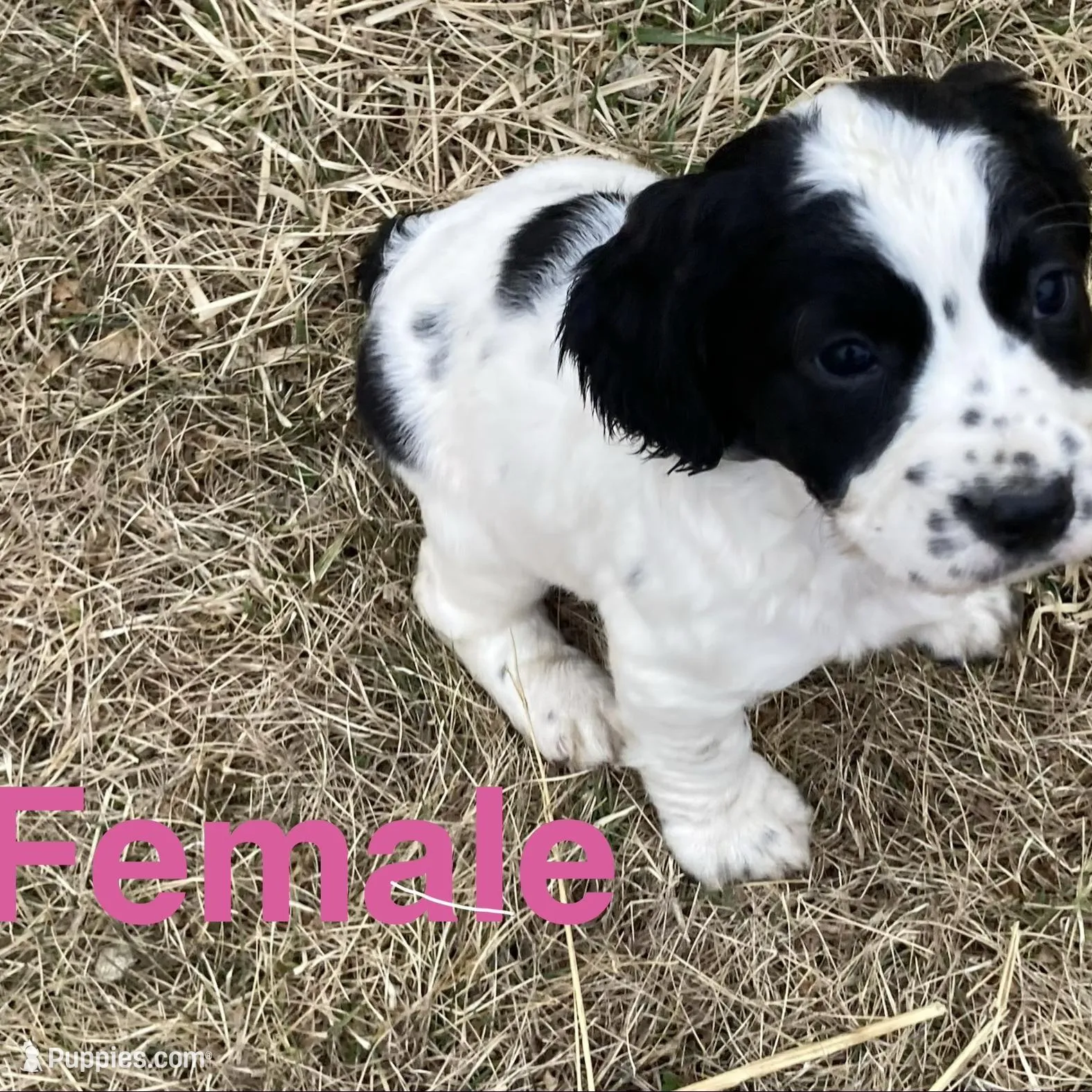 Black and White Female, a female English Springer Spaniel for sale in Waukon, IA – Photo 1 of 3