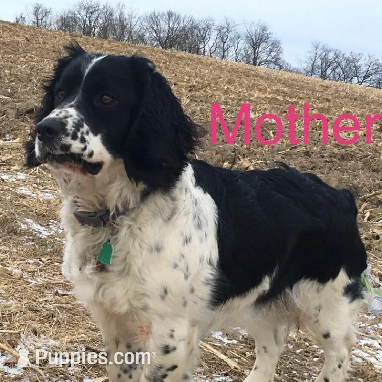Black and White Female, a female English Springer Spaniel for sale in Waukon, IA – Photo 3 of 3
