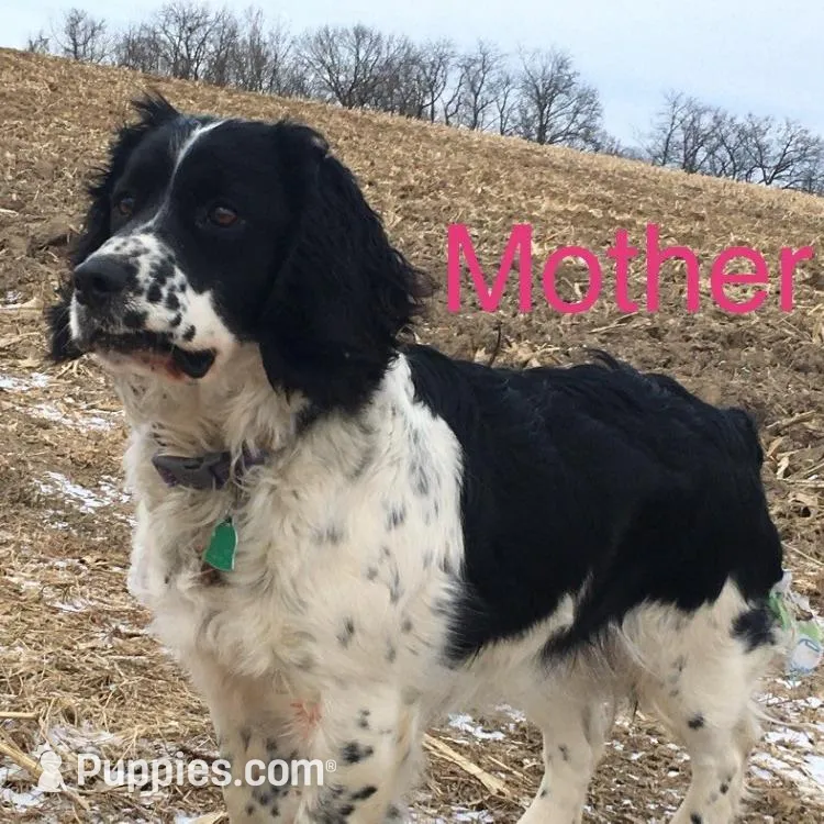 Black and White Male, a male English Springer Spaniel for sale in Waukon, IA – Photo 3 of 3