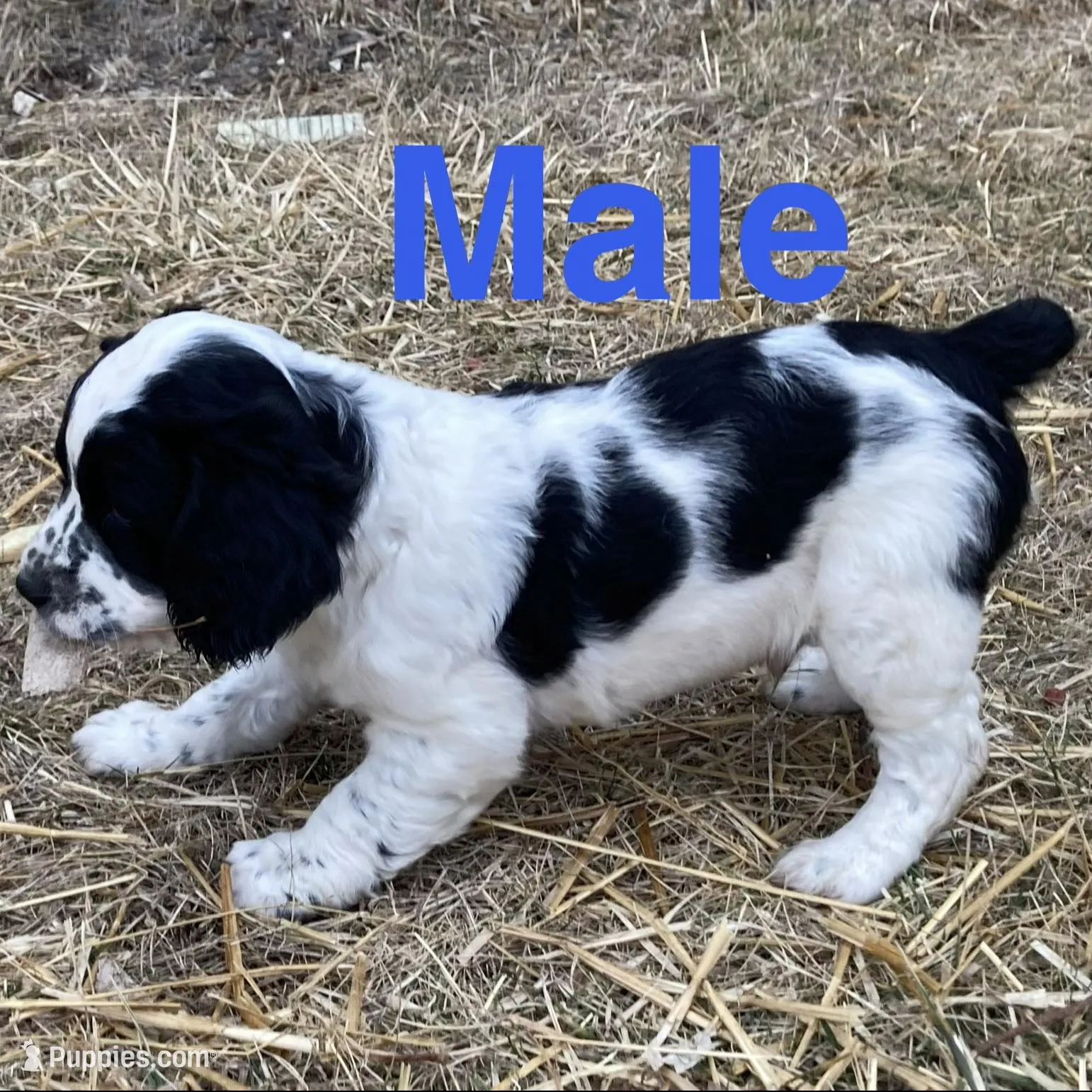 Black and White Male