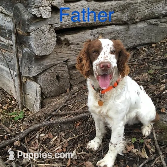 Liver and White Male, a male English Springer Spaniel for sale in Waukon, IA – Photo 2 of 3