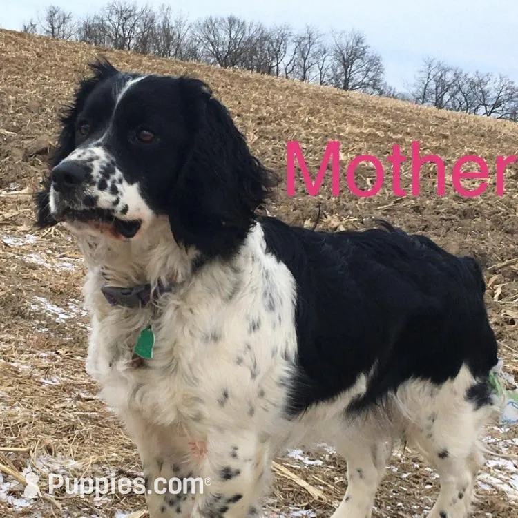 Liver and White Male, a male English Springer Spaniel for sale in Waukon, IA – Photo 3 of 3