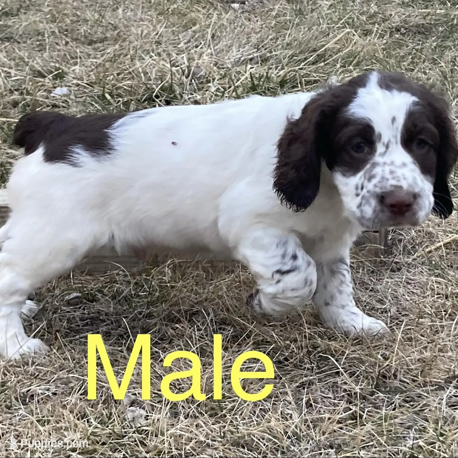 Liver and White Male