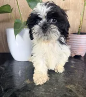 Shih Tzu , a male Shih Tzu for sale in Goodyear, AZ – 3 of 4