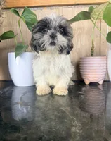 Shih Tzu , a male Shih Tzu for sale in Goodyear, AZ – 4 of 4
