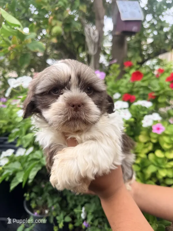 Shih Tzu  – Shih Tzu puppy for sale in Goodyear, AZ