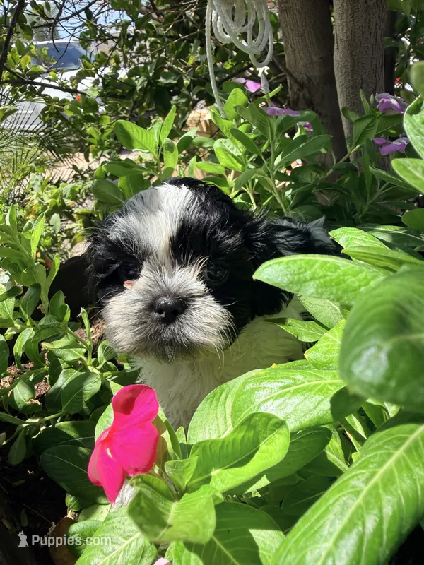 Shih Tzu  – Shih Tzu puppy for sale in Goodyear, AZ