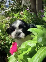 Shih Tzu , a female Shih Tzu for sale in Goodyear, AZ – 1 of 9