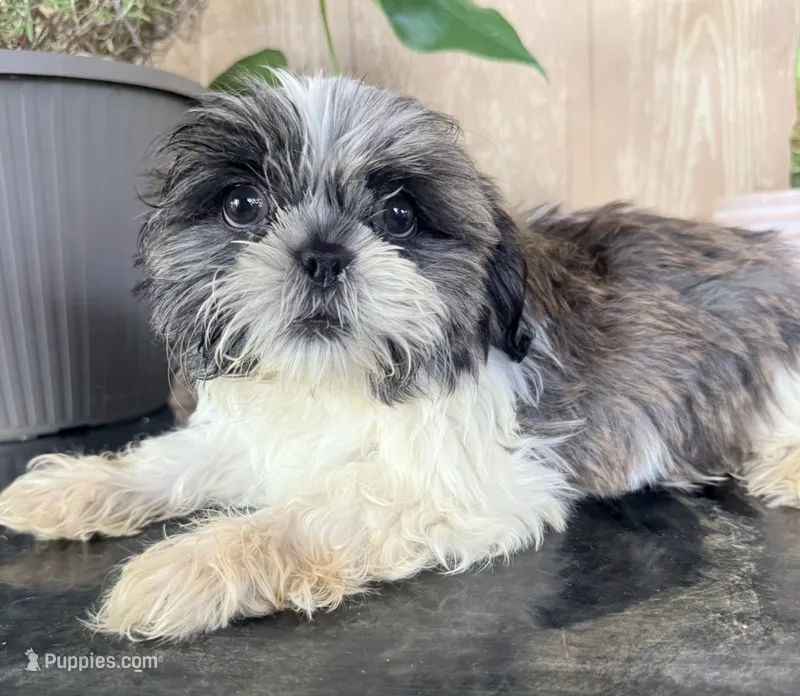 Shih Tzu  – Shih Tzu puppy for sale in Goodyear, AZ