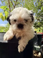 Shih Tzu , a female Shih Tzu for sale in Goodyear, AZ – 9 of 9