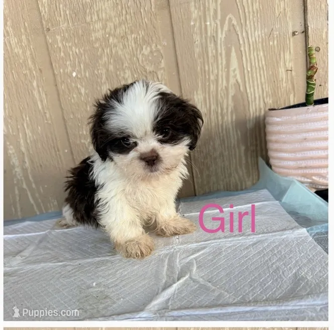 Shih Tzu  – Shih Tzu puppy for sale in Goodyear, AZ