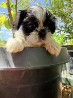 Shih Tzu , a female Shih Tzu for sale in Goodyear, AZ – 6 of 9