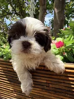 Shih Tzu , a female Shih Tzu for sale in Goodyear, AZ – 5 of 9