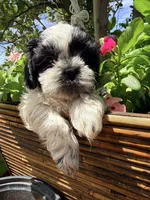 Shih Tzu , a female Shih Tzu for sale in Goodyear, AZ – 8 of 9