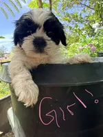Shih Tzu , a female Shih Tzu for sale in Goodyear, AZ – 3 of 9