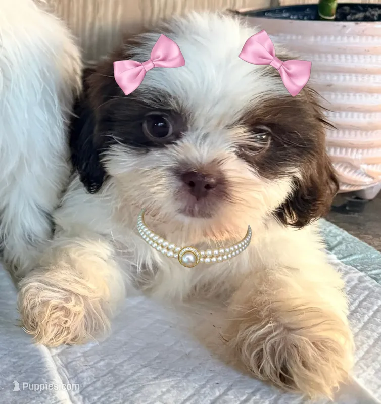 Shih Tzu  – Shih Tzu puppy for sale in Goodyear, AZ