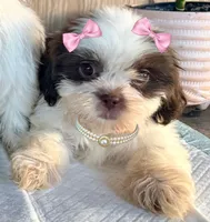 Shih Tzu , a male Shih Tzu for sale in Goodyear, AZ – 1 of 1
