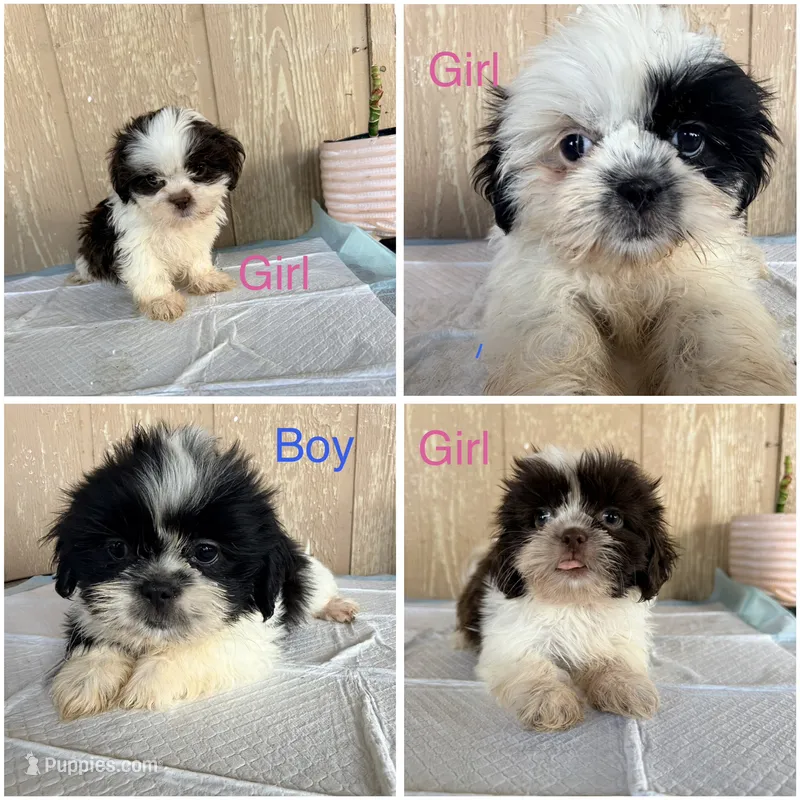 Shih Tzu  – Shih Tzu puppy for sale in Goodyear, AZ
