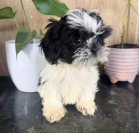 Shih Tzu , a male Shih Tzu for sale in Goodyear, AZ – 2 of 4
