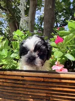 Shih Tzu , a female Shih Tzu for sale in Goodyear, AZ – 7 of 9