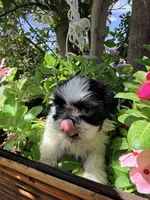 Shih Tzu , a female Shih Tzu for sale in Goodyear, AZ – 4 of 9