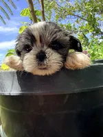 Shih Tzu , a female Shih Tzu for sale in Goodyear, AZ – 2 of 9
