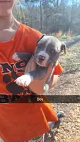 Staffordshire bull terrier/blue pit pups, a male Staffordshire Bull Terrier and American Pit Bull Terrier for sale in Fayette, AL – Photo 1 of 5