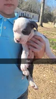 Staffordshire bull terrier/blue pit pups, a male Staffordshire Bull Terrier and American Pit Bull Terrier for sale in Fayette, AL – Photo 4 of 5