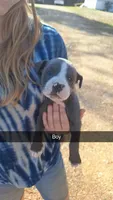 Staffordshire bull terrier/blue pit pups, a male Staffordshire Bull Terrier and American Pit Bull Terrier for sale in Fayette, AL – Photo 3 of 5