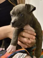 Staffordshire bull terrier/blue pit pups, a male Staffordshire Bull Terrier and American Pit Bull Terrier for sale in Fayette, AL – Photo 5 of 5