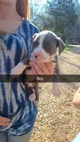 Staffordshire bull terrier/blue pit pups, a male Staffordshire Bull Terrier and American Pit Bull Terrier for sale in Fayette, AL – Photo 2 of 5